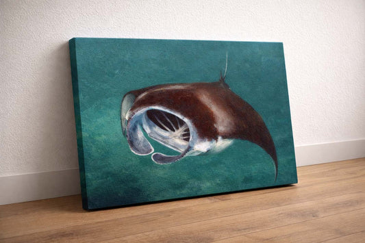 Manta Ray Glide — Big Island, Hawaiʻi